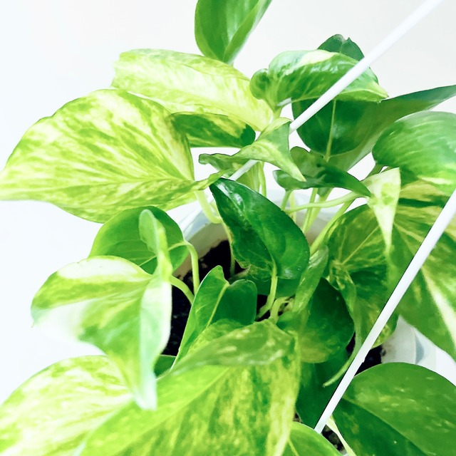 ぷりっとした艶葉 斑入りポトス テルノゴールドジャック 新品種 calm cafe