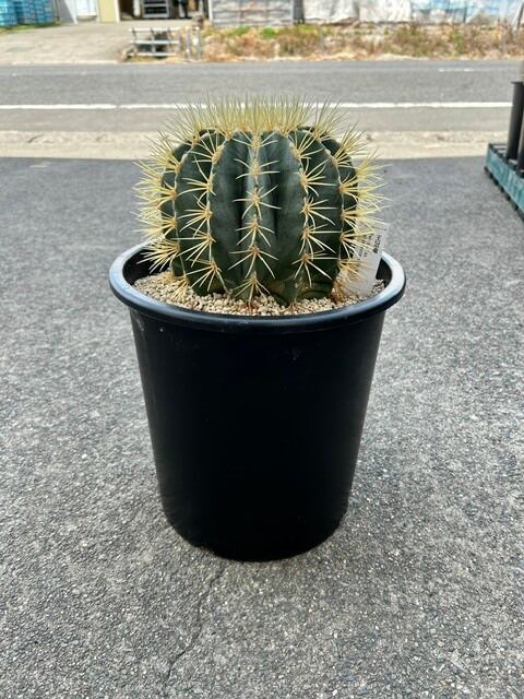 多肉竹鉢7cm 3個セット | gikoen