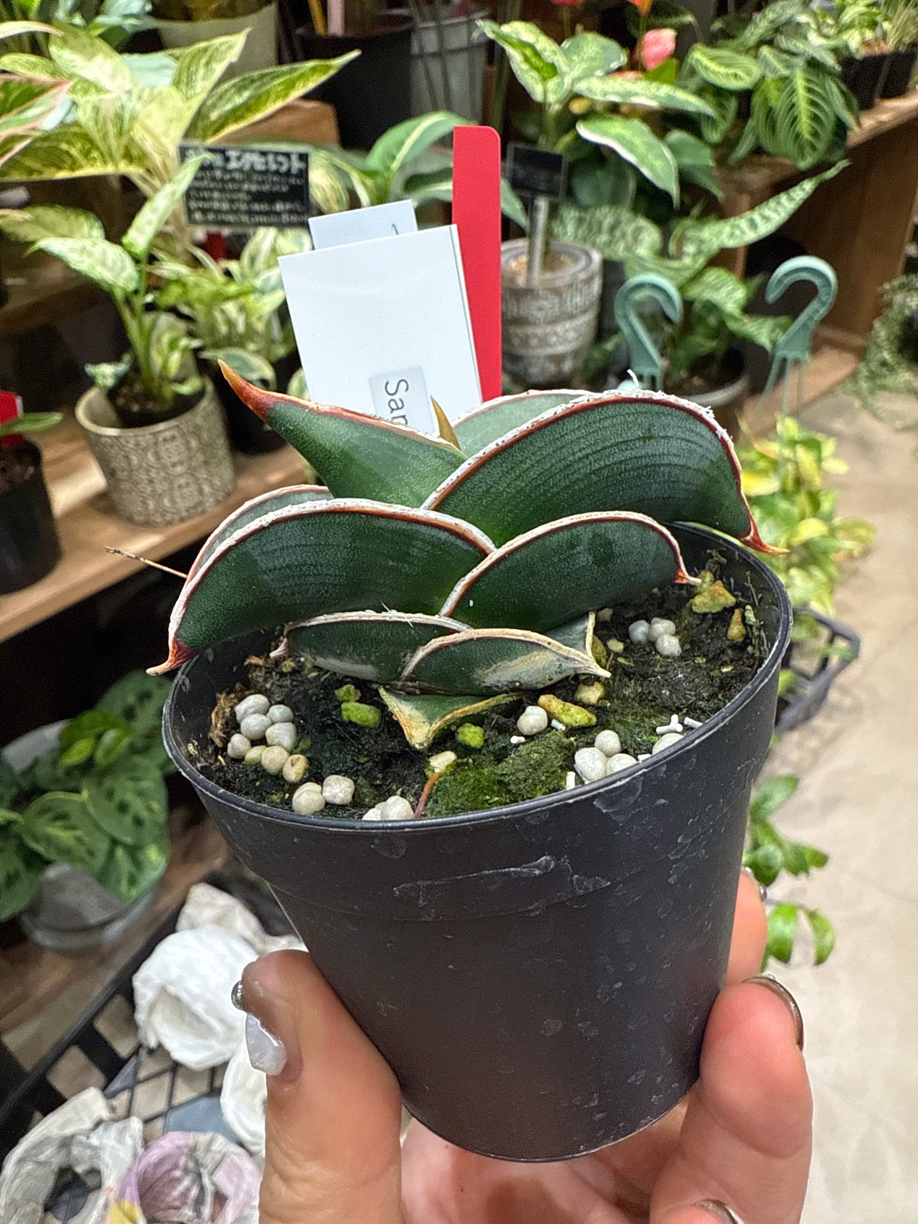 サンスベリア キルキークレオパトラ | MIDORIYA 観葉植物専門店