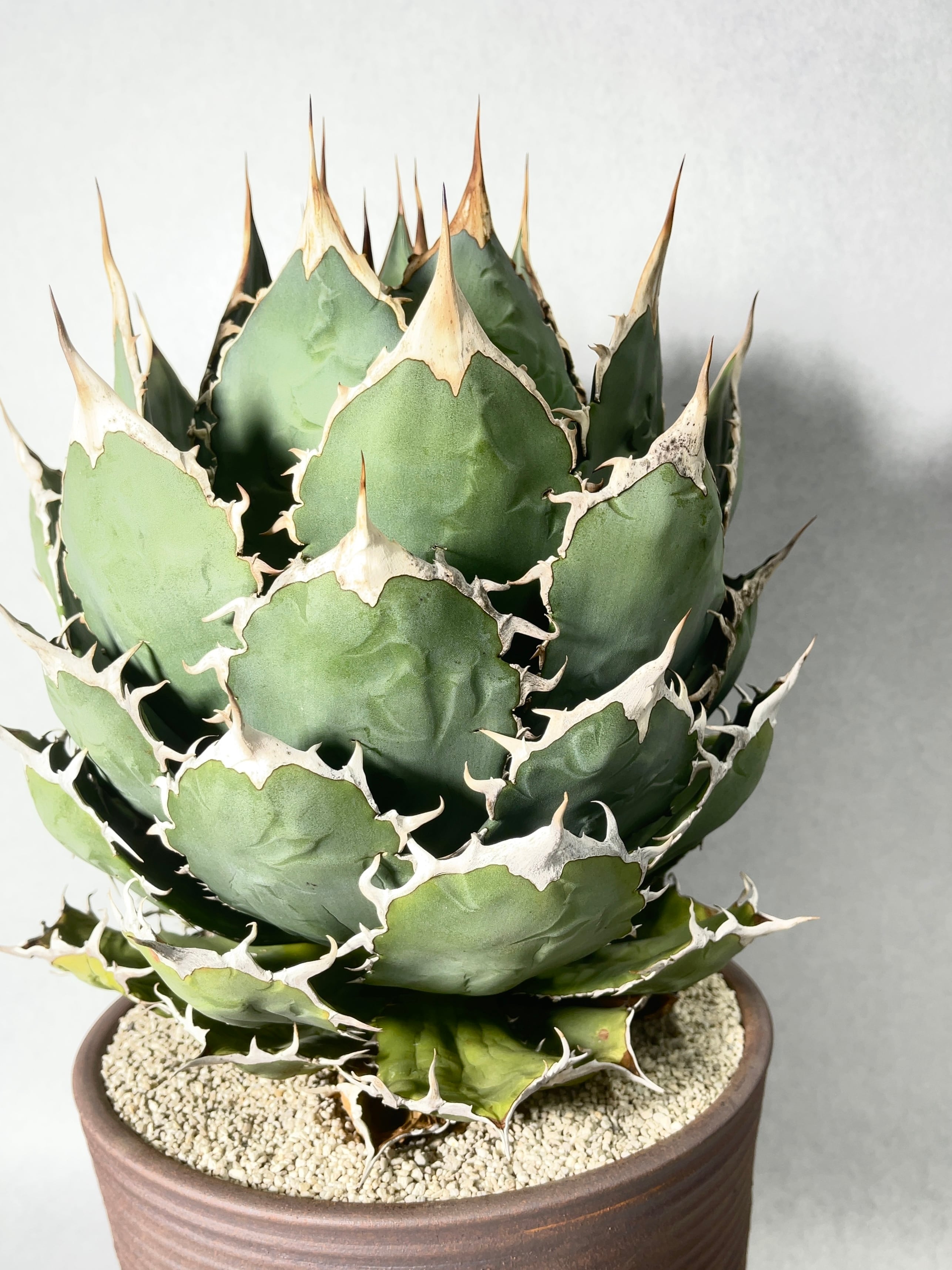 アガベ狼人/ FO76 マージドトゥース子株つき！2株セット