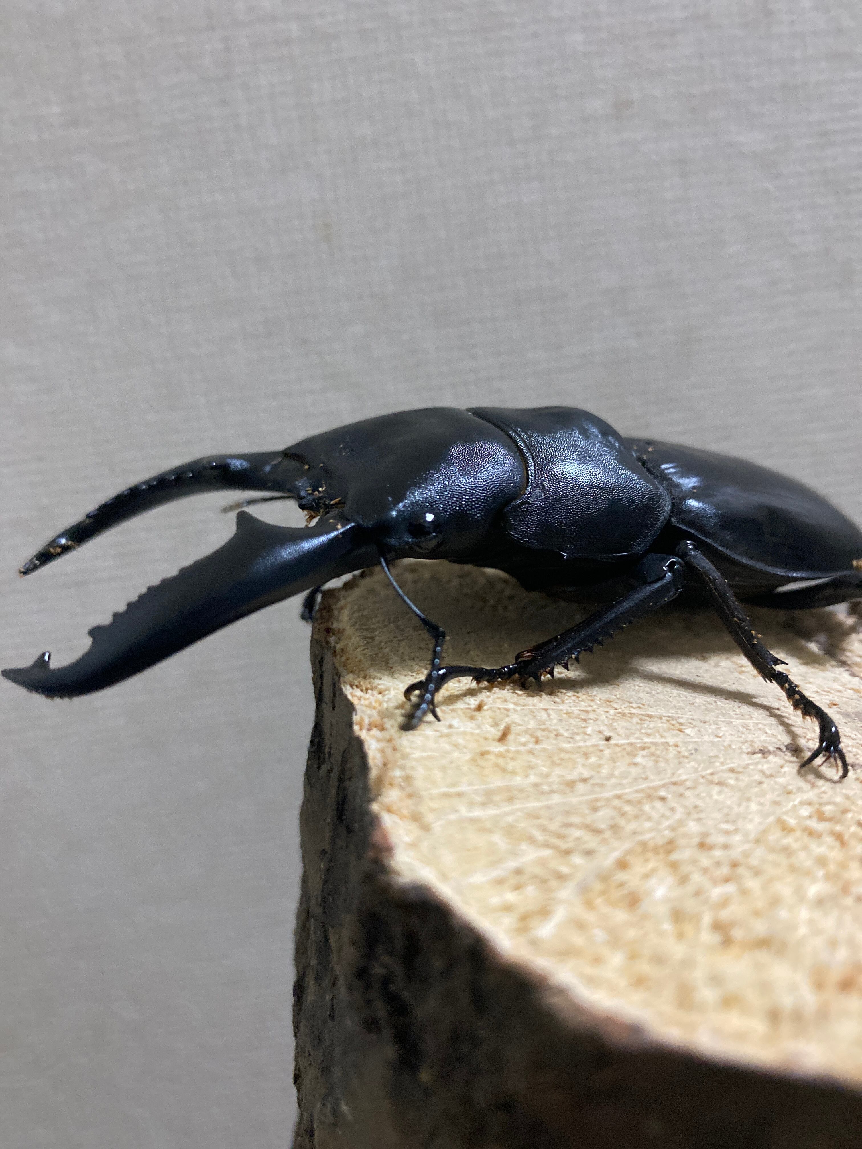 大型極太パラワンオオヒラタクワガタ♂ 107㎜ 単品
