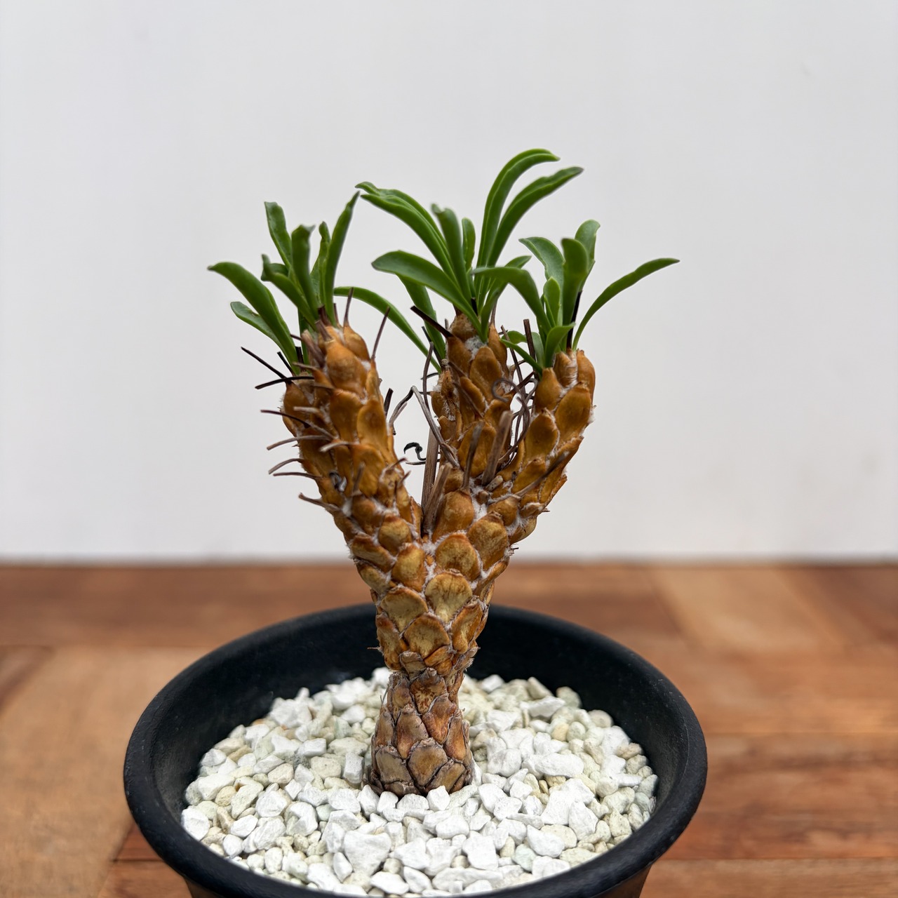 Othonna lepidocaulis【オトンナ・レピドカウリス】