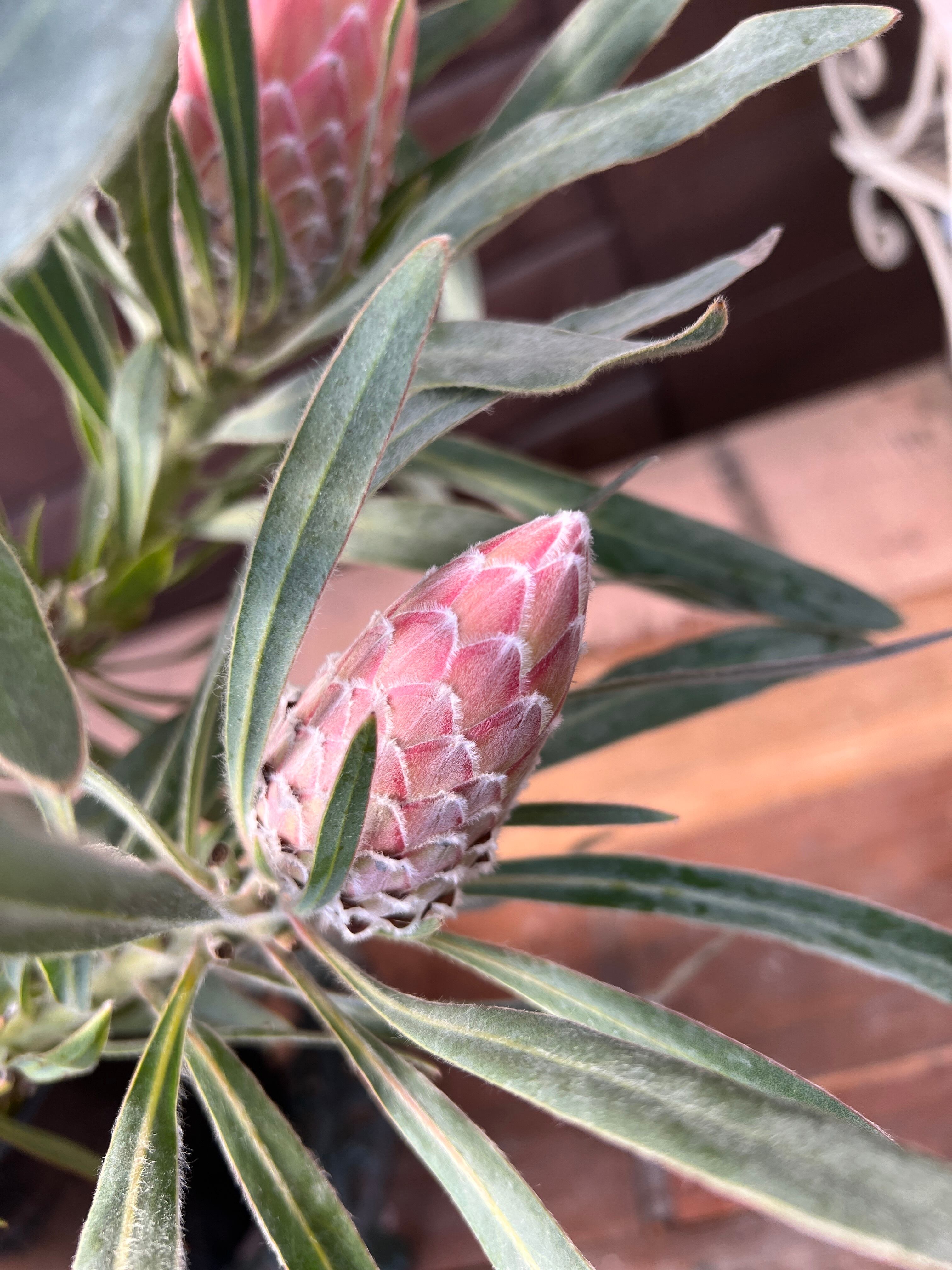 プロテア ジュリエット② 花:7個 | 沼ノ上農園