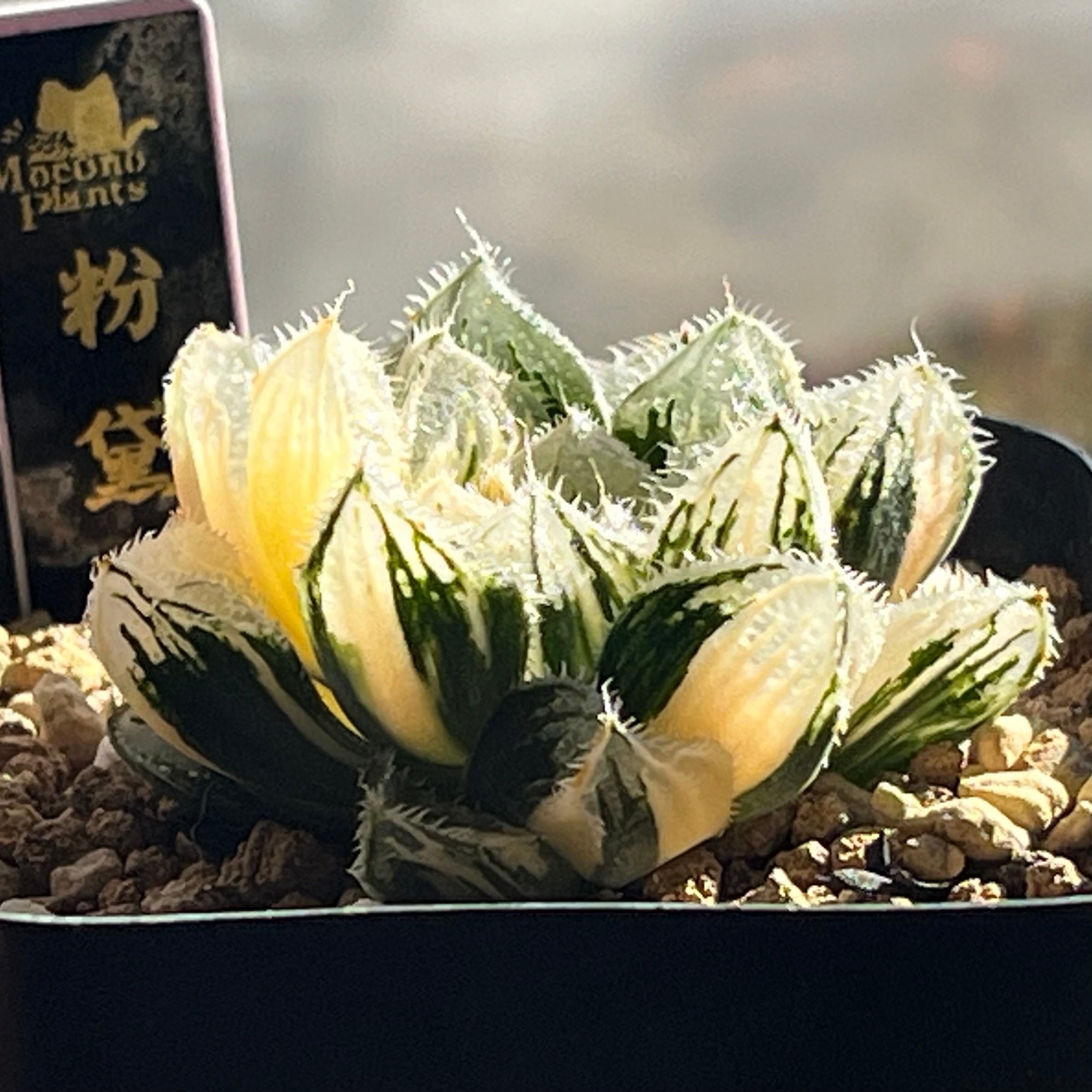 ハオルチア 粉黛錦 | mocono_plants