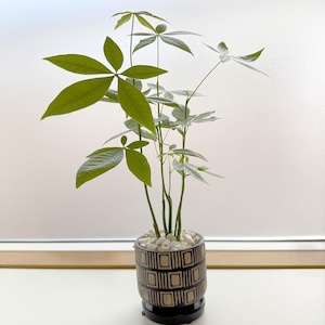 パキラ（実生）