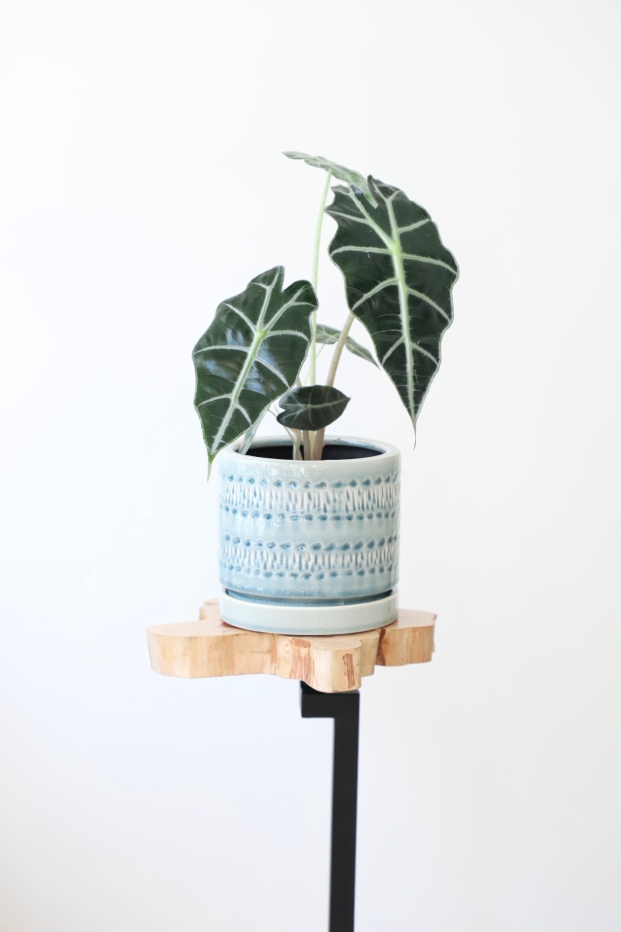 アロカシア ポリー/Alocasia　※陶器鉢付き