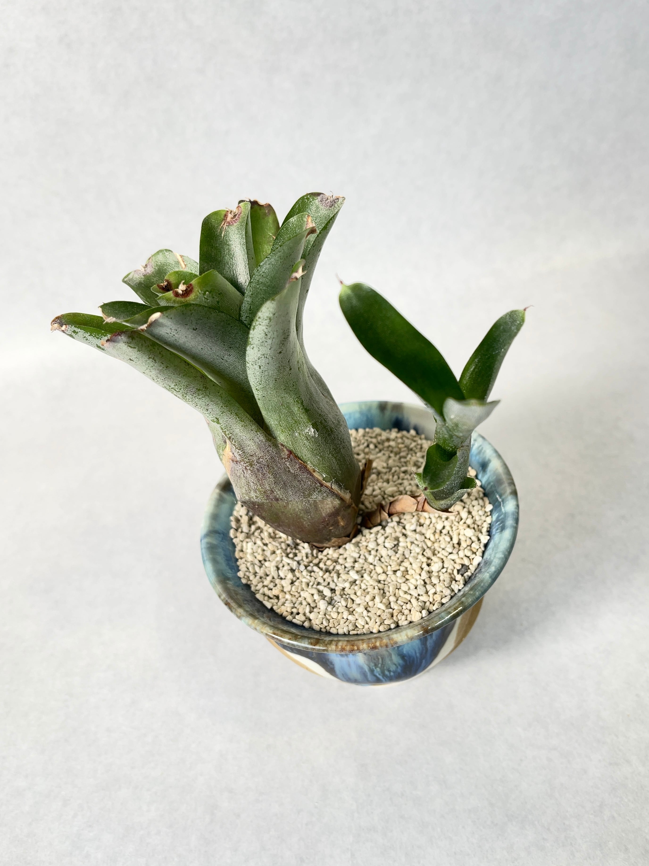 ネオレゲリアsp. | trigger