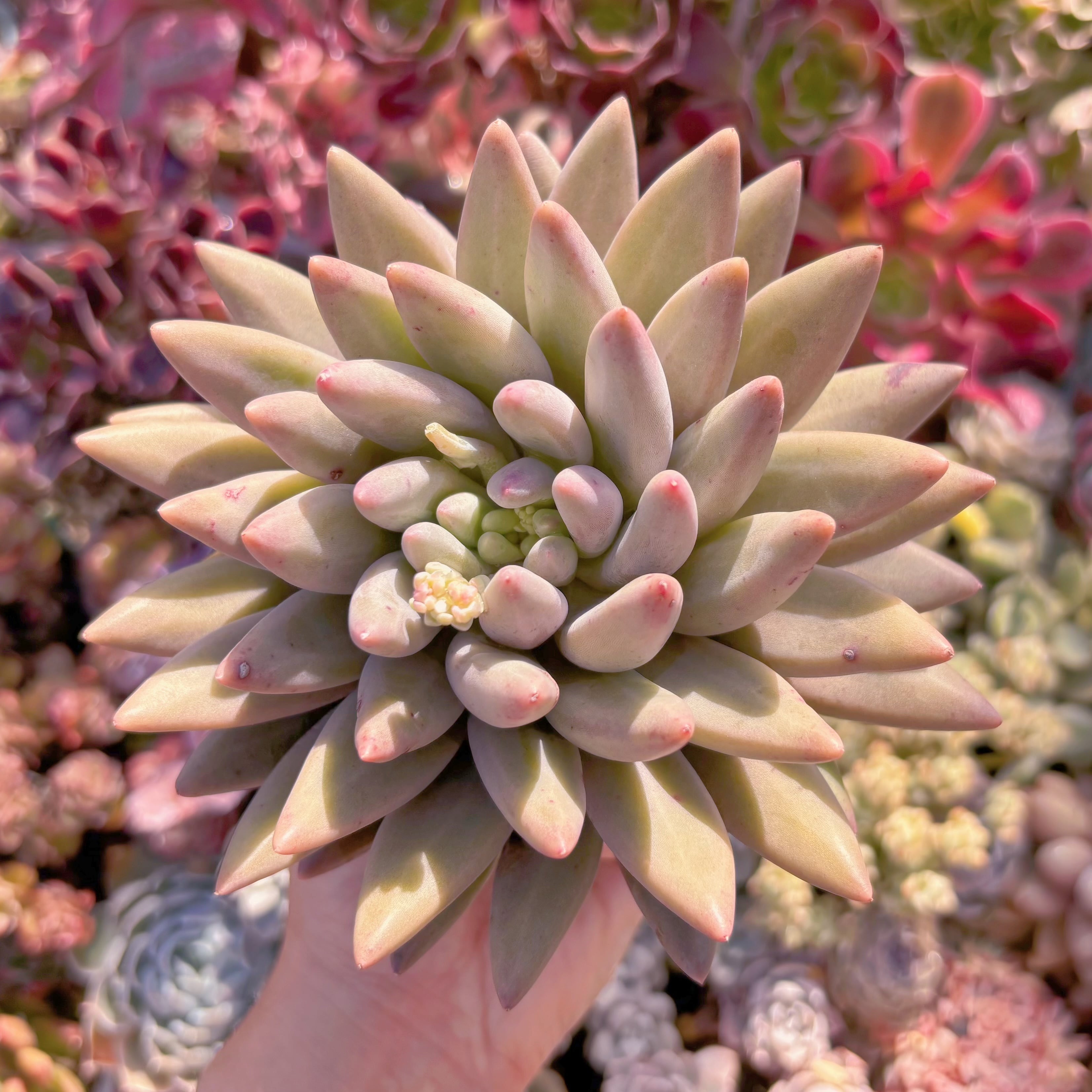 Top【選抜株】多肉植物　360897レッド ドラゴンフライ24個　鉢無し/脱土 多肉植物 レッドドラゴンフライ 大苗 新入荷 るる農園 | るる農園~多肉
