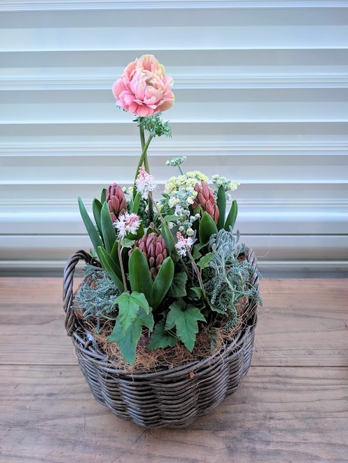 アネモネとヒヤシンスの春めく寄せ植え