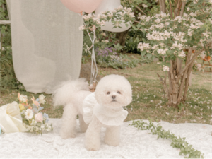 予約【pecoramou select】Sucre harness