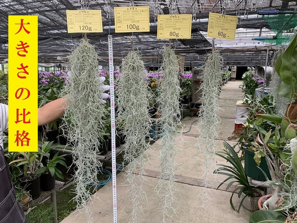 7円 お中元 ウスネオイデス 自信あり 太葉 エアープランツ チランジア