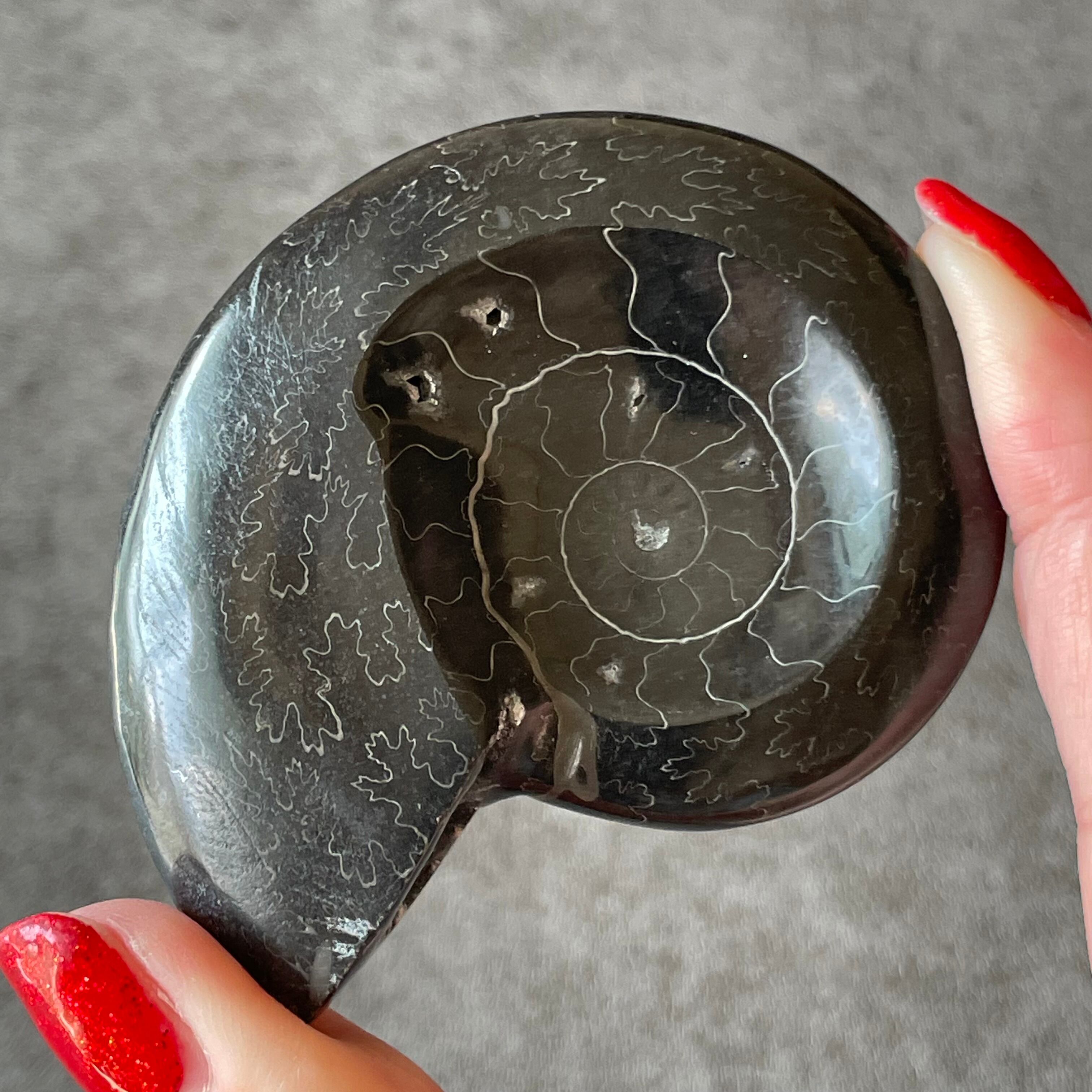 Ammonite アンモナイト|Tray トレイ|天然石 パワーストーン 鉱物 gem stone