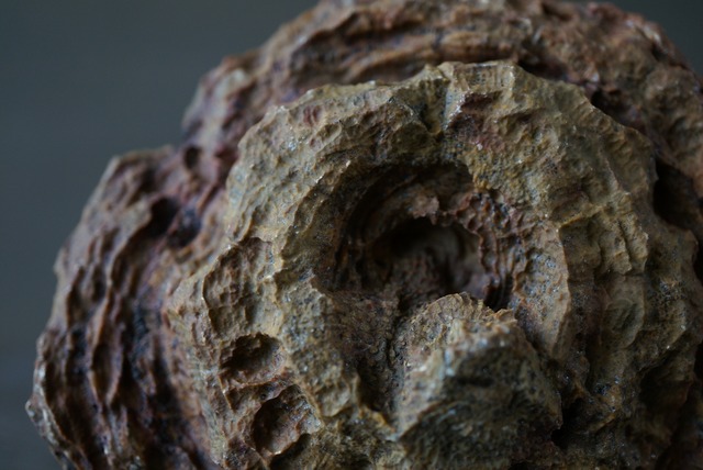 サハラ砂漠産四放サンゴ化石　フィリップサストレア　Phillipsastrea sp.　1013