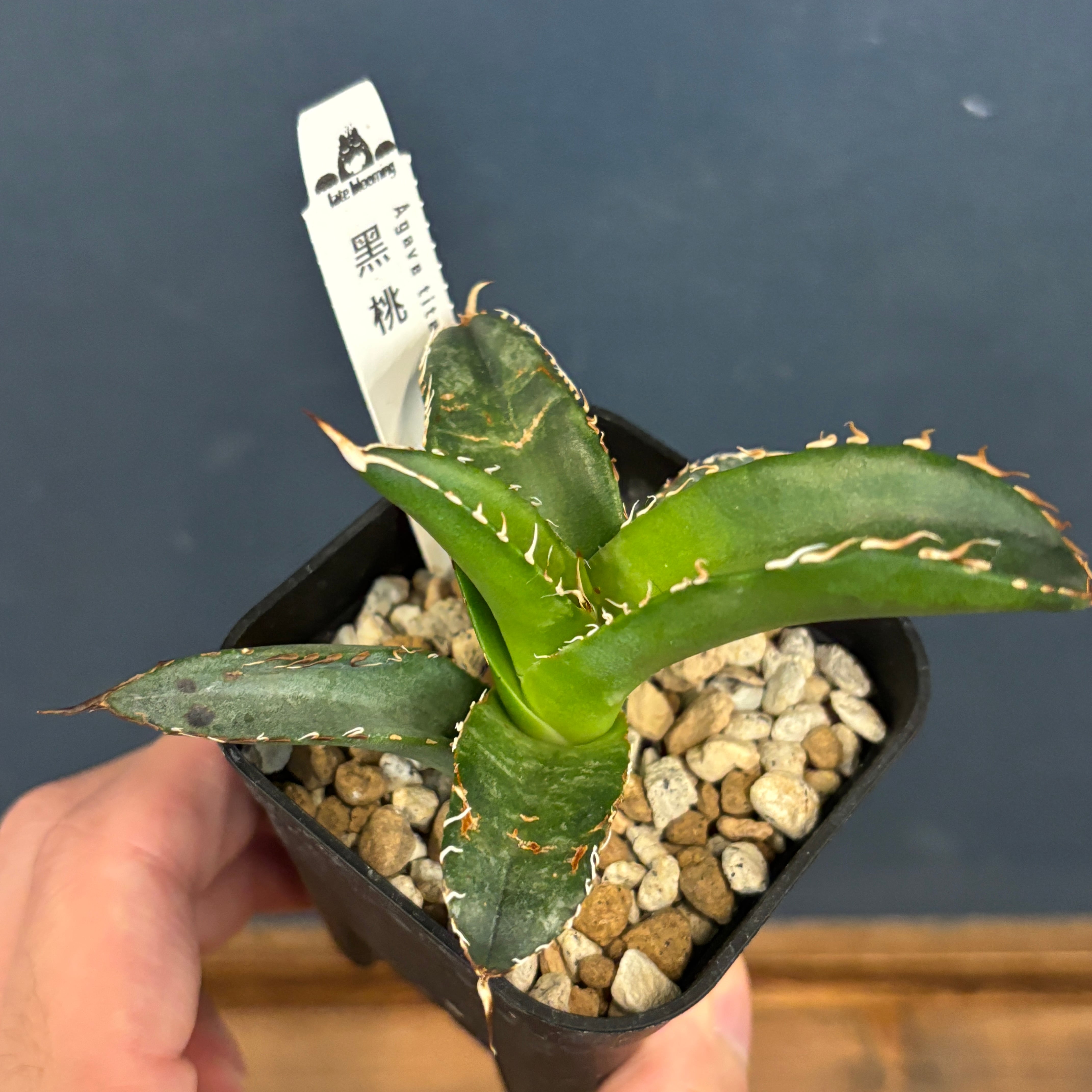 アガベ チタノタ 黒桃 スペード【59】 | PROTOLEAF プロトリーフ