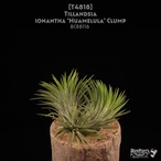 【送料無料】ionantha 'Huamelula' Clump〔エアプランツ〕現品発送T4818