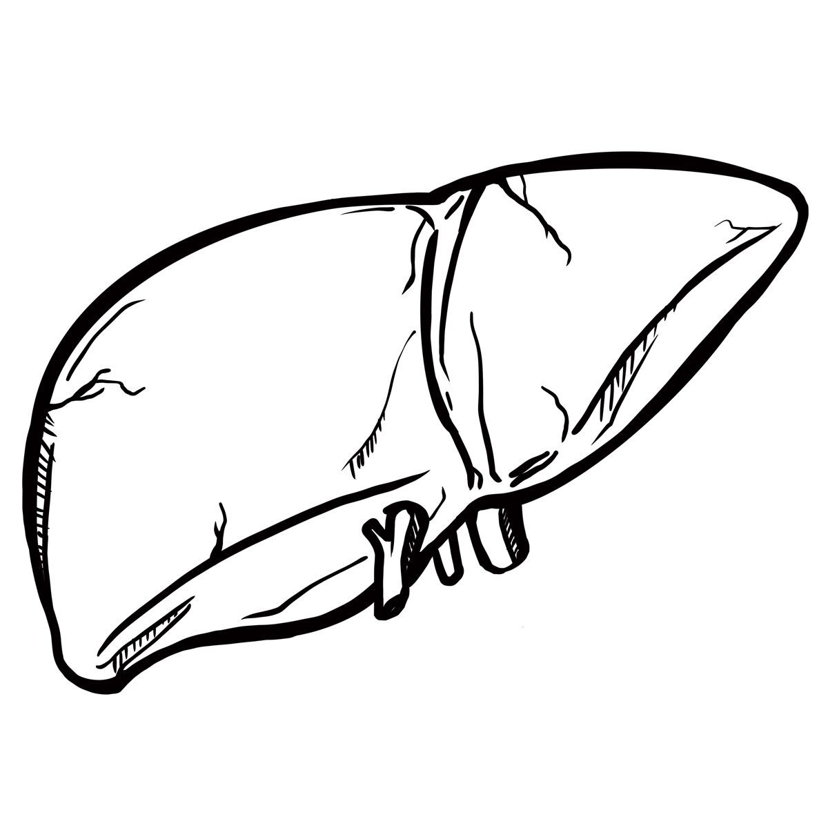 臓器 肝臓 Tシャツ cl22 クール サブカル ワンポイント クール サブカル おもしろ tシャツ