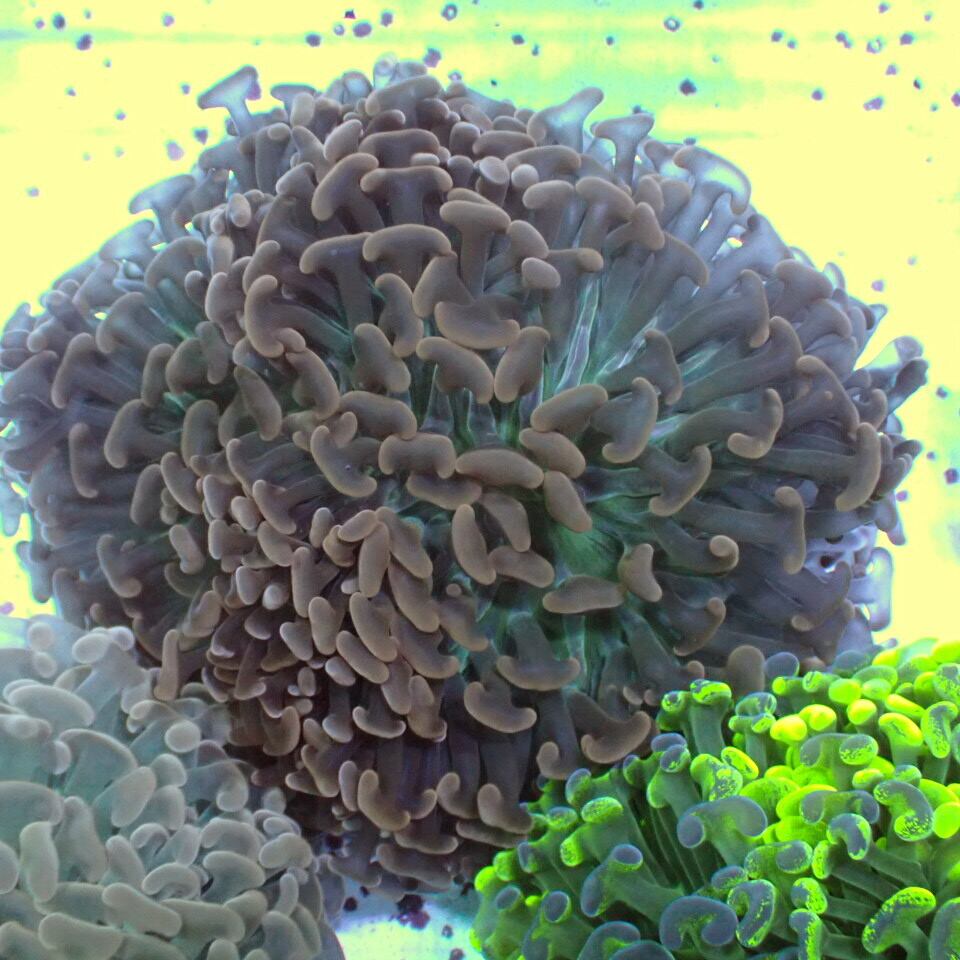 ナガレハナサンゴ / Hammer | HOUSE REEF(ハウスリーフ)サンゴ・海水魚