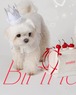即納【orolo】Crown＆Cape SET (White)