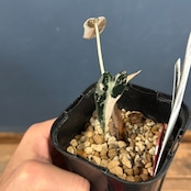 アロカシア バンビーノ バリエガータ【530】