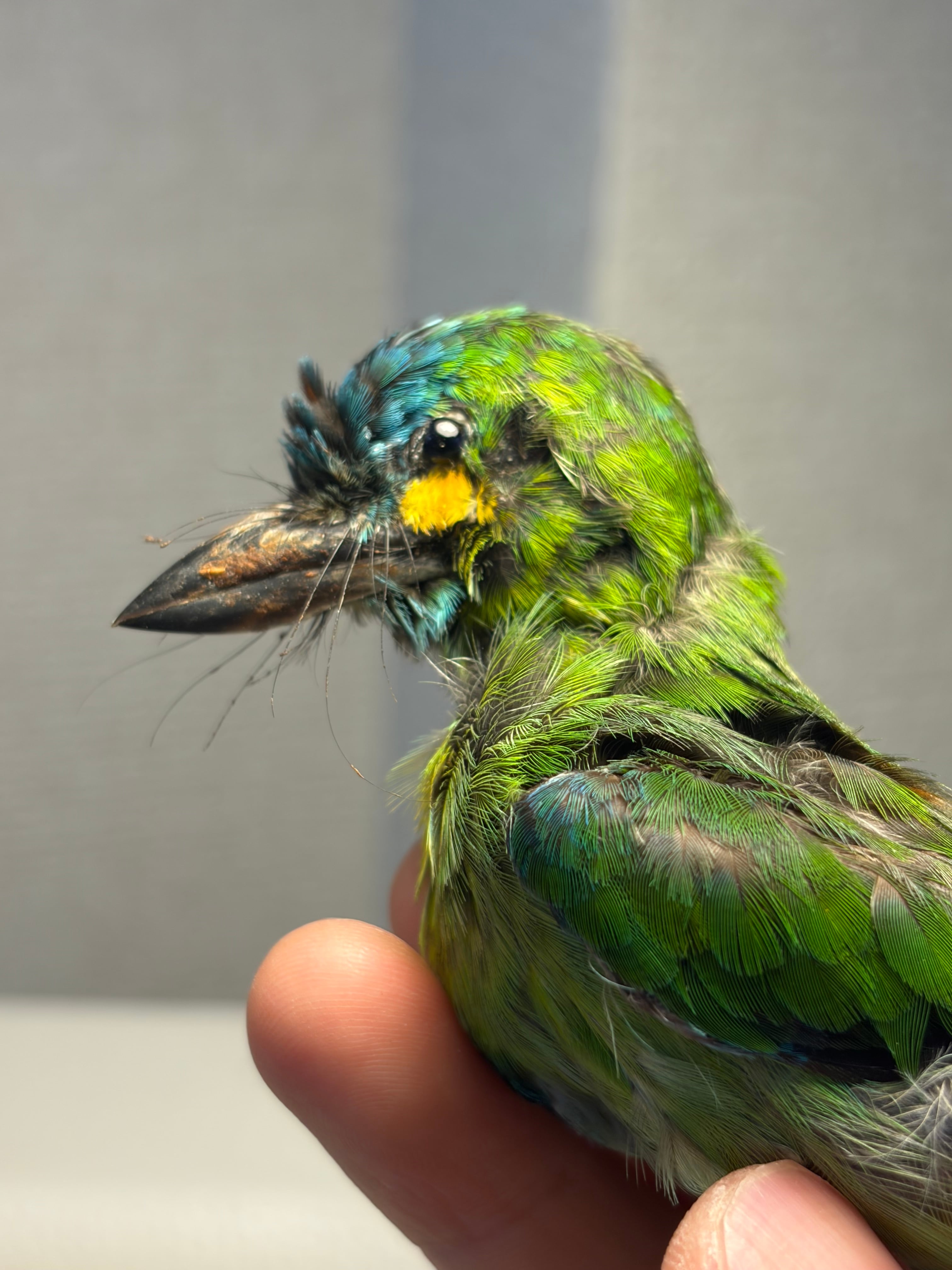 鳥剥製】アオミミゴシキドリ yellow-eared barbet Psilopogon