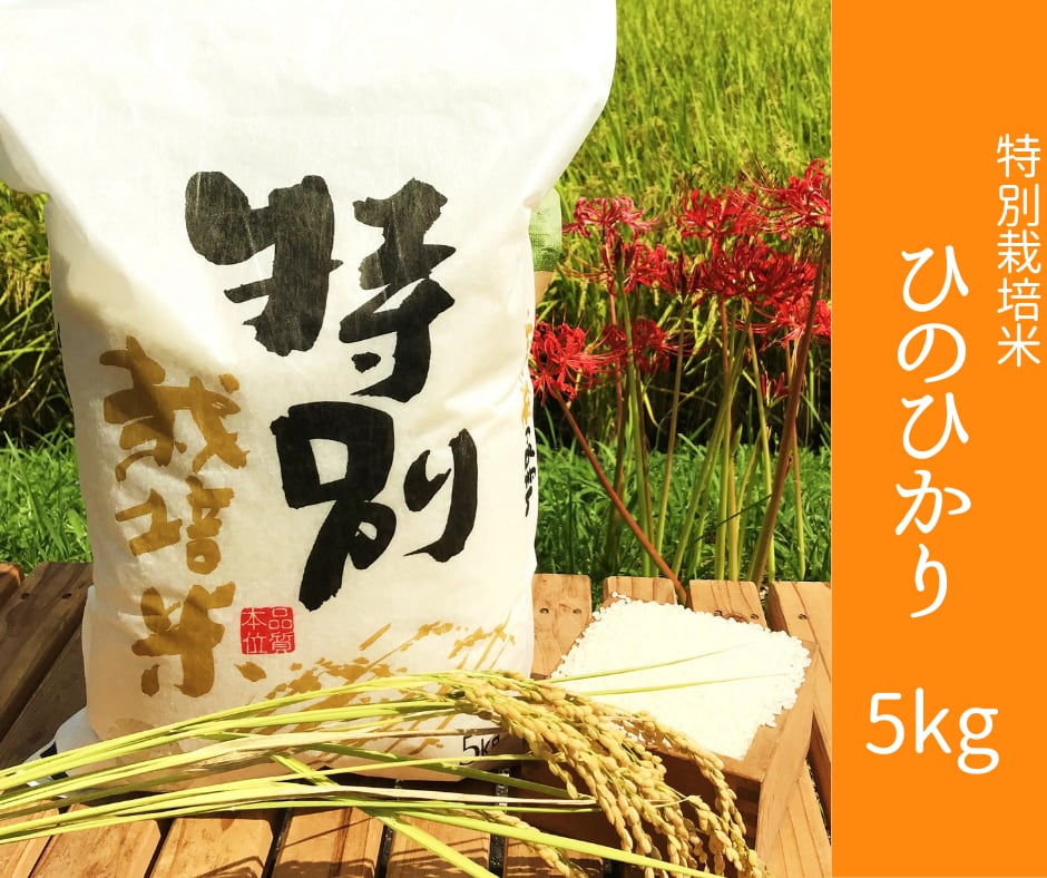 新米令和5年産　生田米店　特別栽培米　精白米ひのひかり5kg