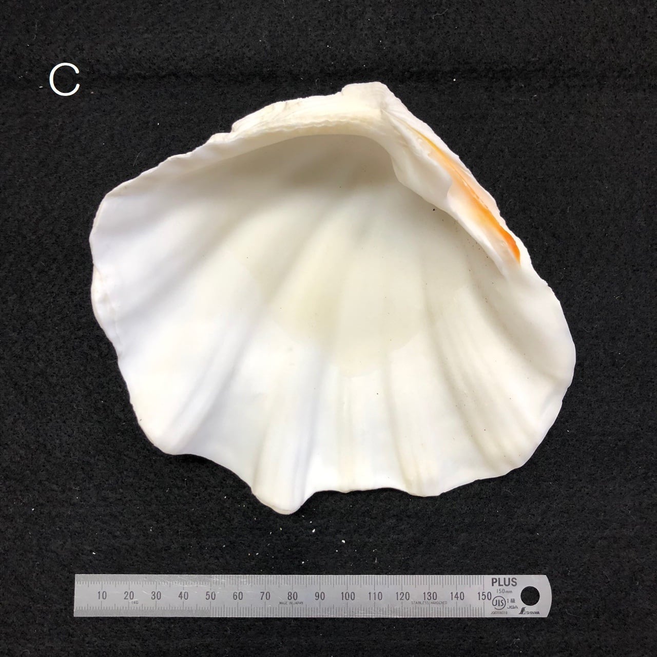 シャコ貝 | 海の博物館ミュージアムショップ