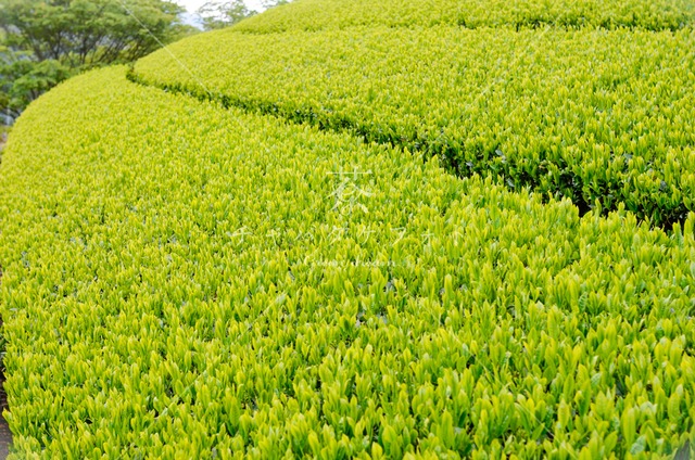 123 美しい新芽の茶畑
