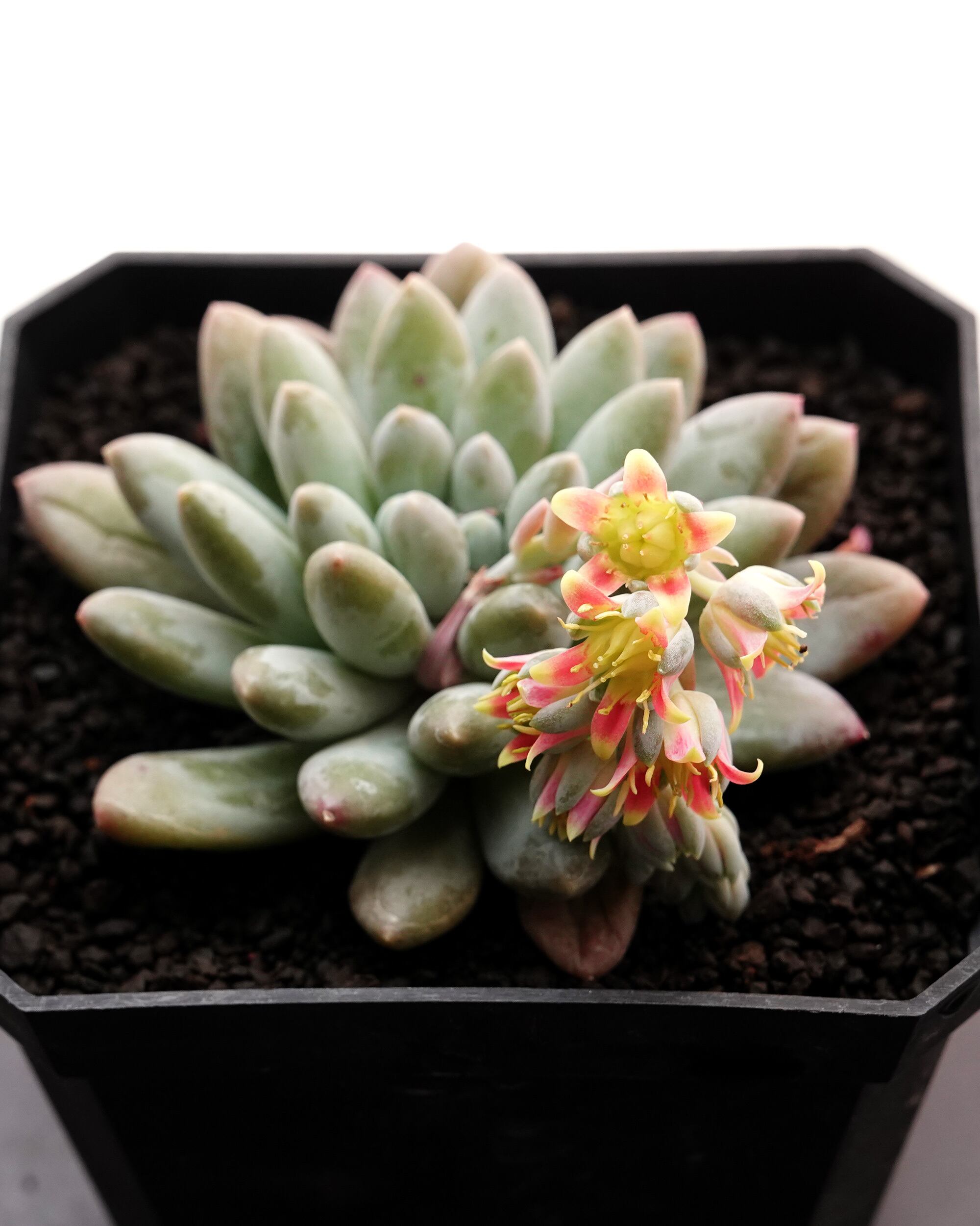 レア新種❤️海王④❤️シーキング　アクアマン　アエオニウム　抜き苗　多肉植物 海王（シーキング）大群生 販売商品紹介 #多肉植物 #アエオニウム