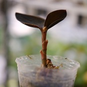 Ludisia discolor var. nigrescens / ルディシア ディスカラー ニグレスセンス⑤ / 観葉植物