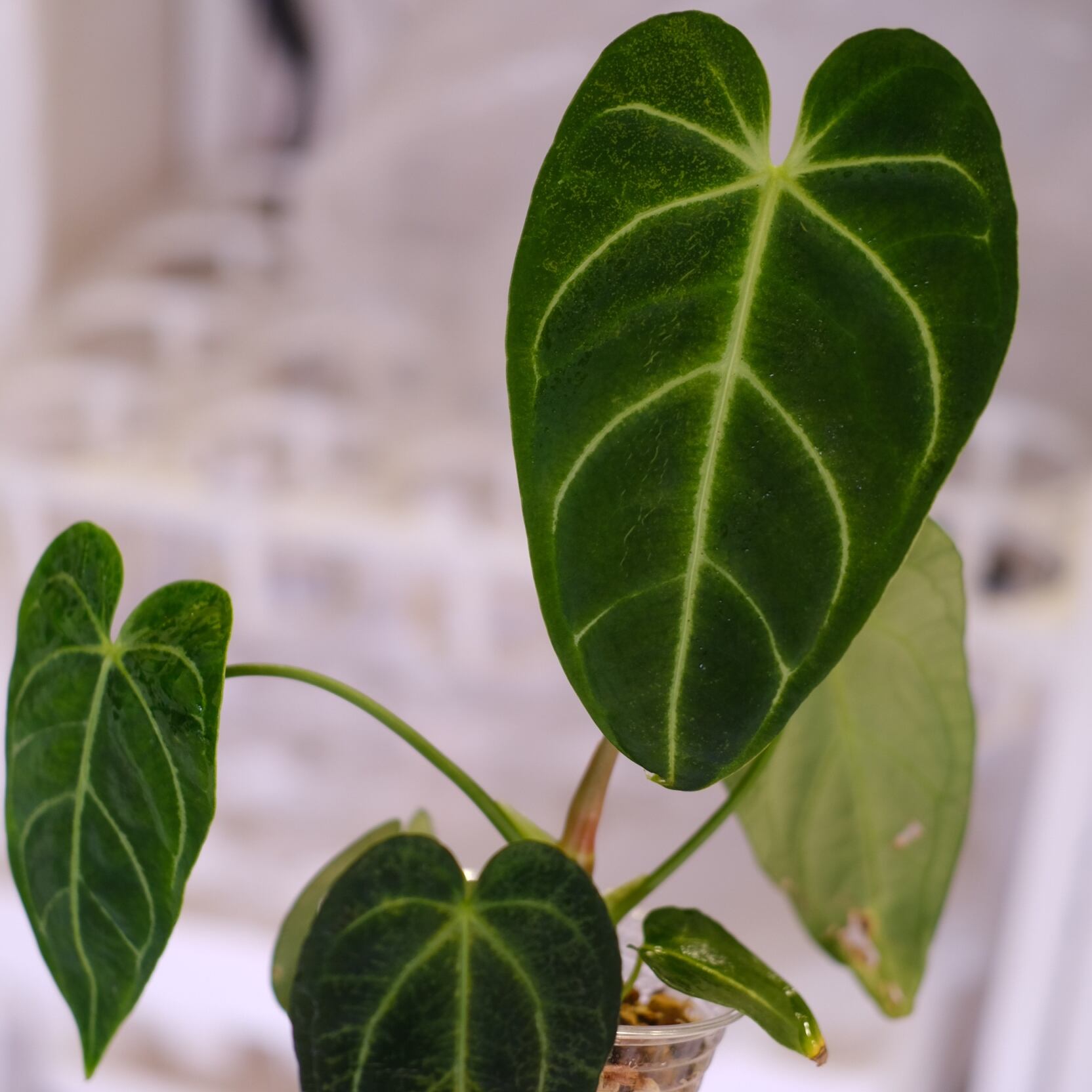 アンスリウム レガレ/Anthurium Regale 希少種 Anthurium Regale / アンスリウム・レガレ【お得なまとめ売り