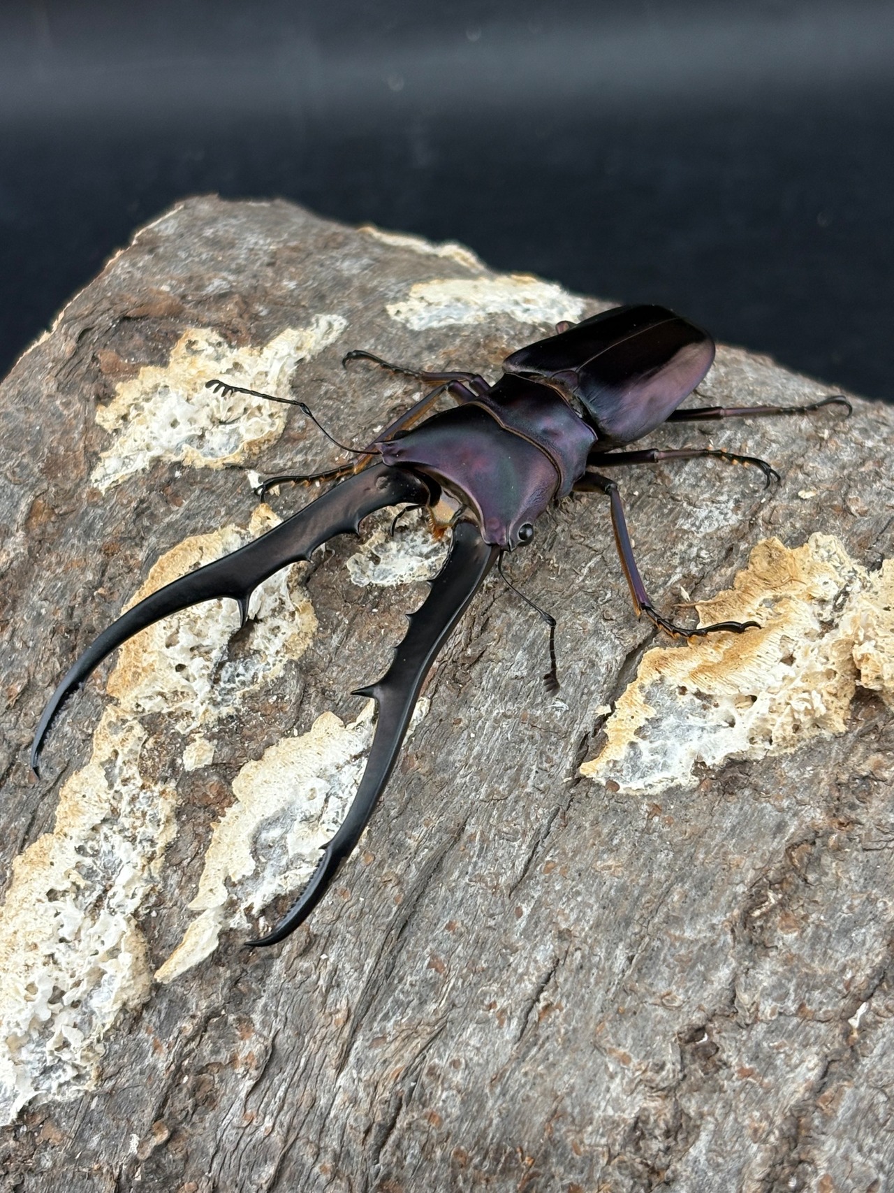 《メタリフェルホソアカ亜種フィナエ パープル系85mm ペア》セルヴォラン氏ブリード個体