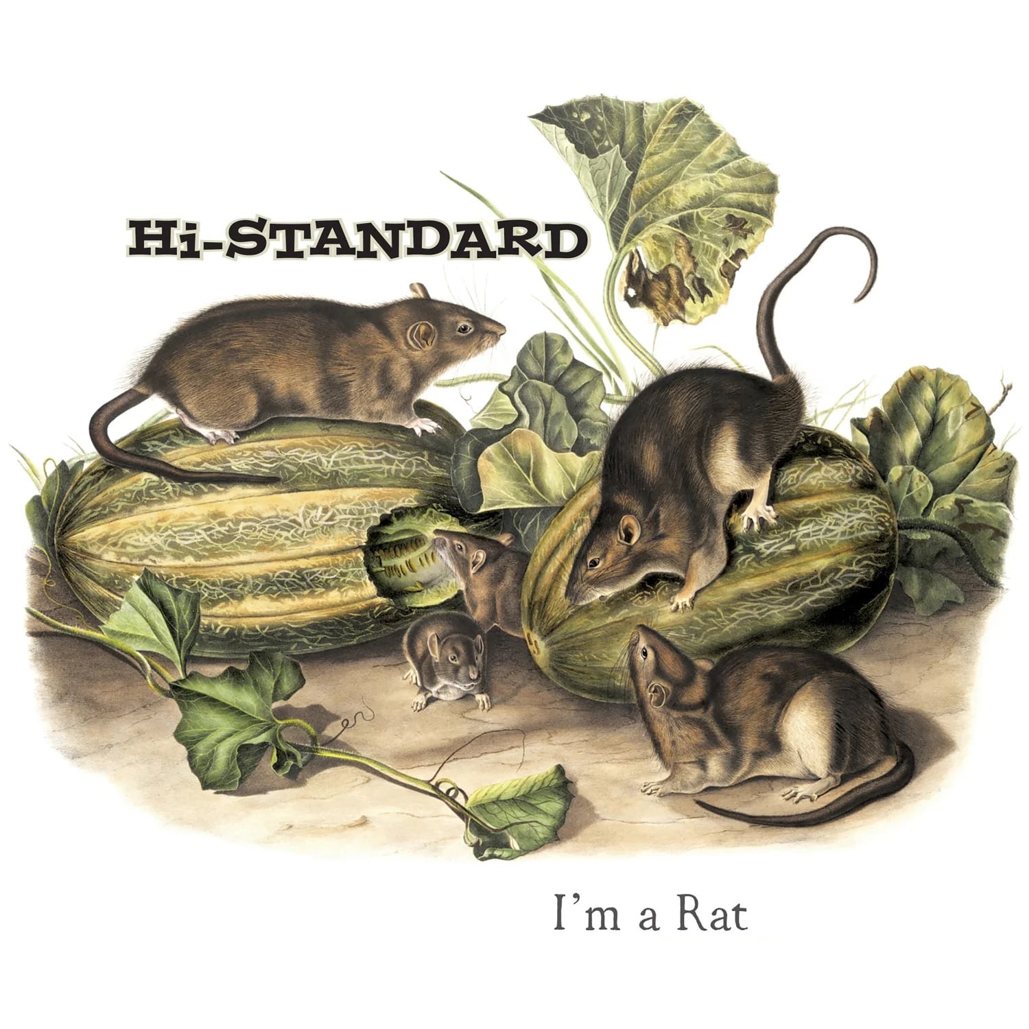Hi-STANDARD レコード Hi-Standard “I'm a Rat” 7 inch Picture Disk | buzzcat records
