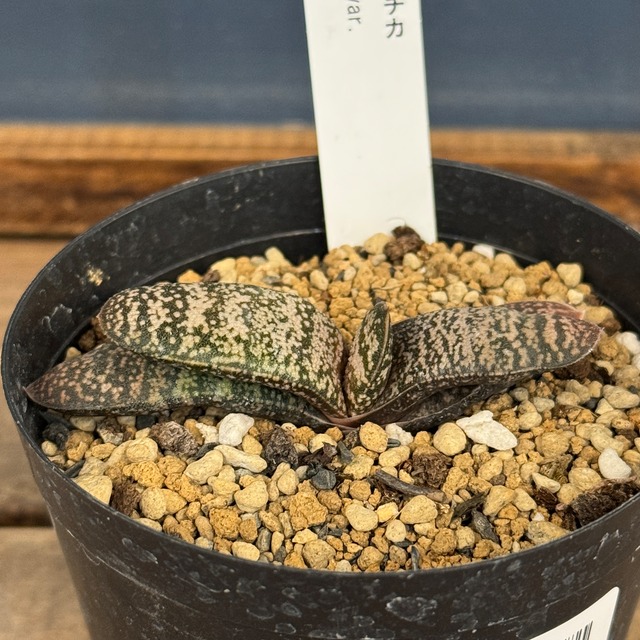 ガステリア　ドロミチカ【987】