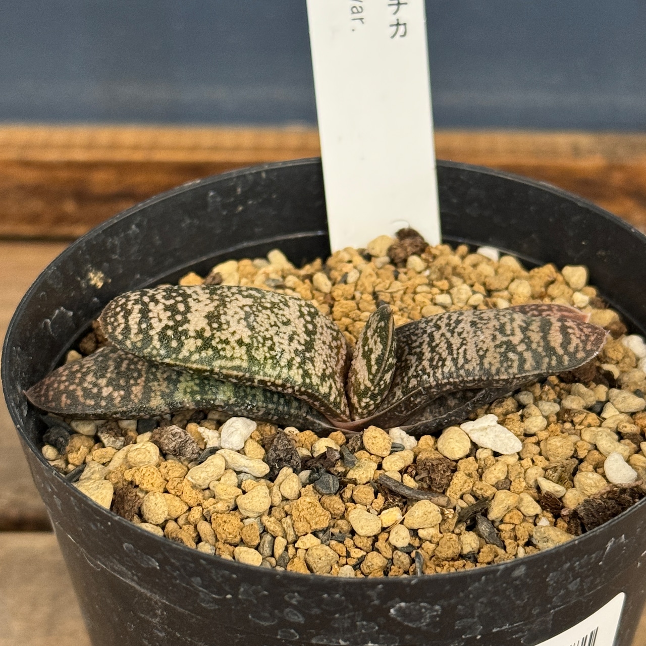 ガステリア ドロミチカ【987】