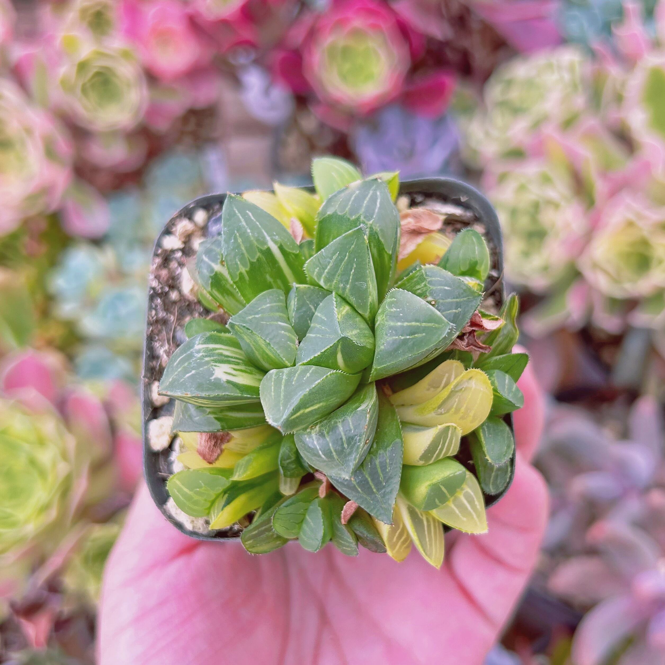 086現物 多肉植物 姫寿錦 抜き苗 | るる農園~多肉植物専門