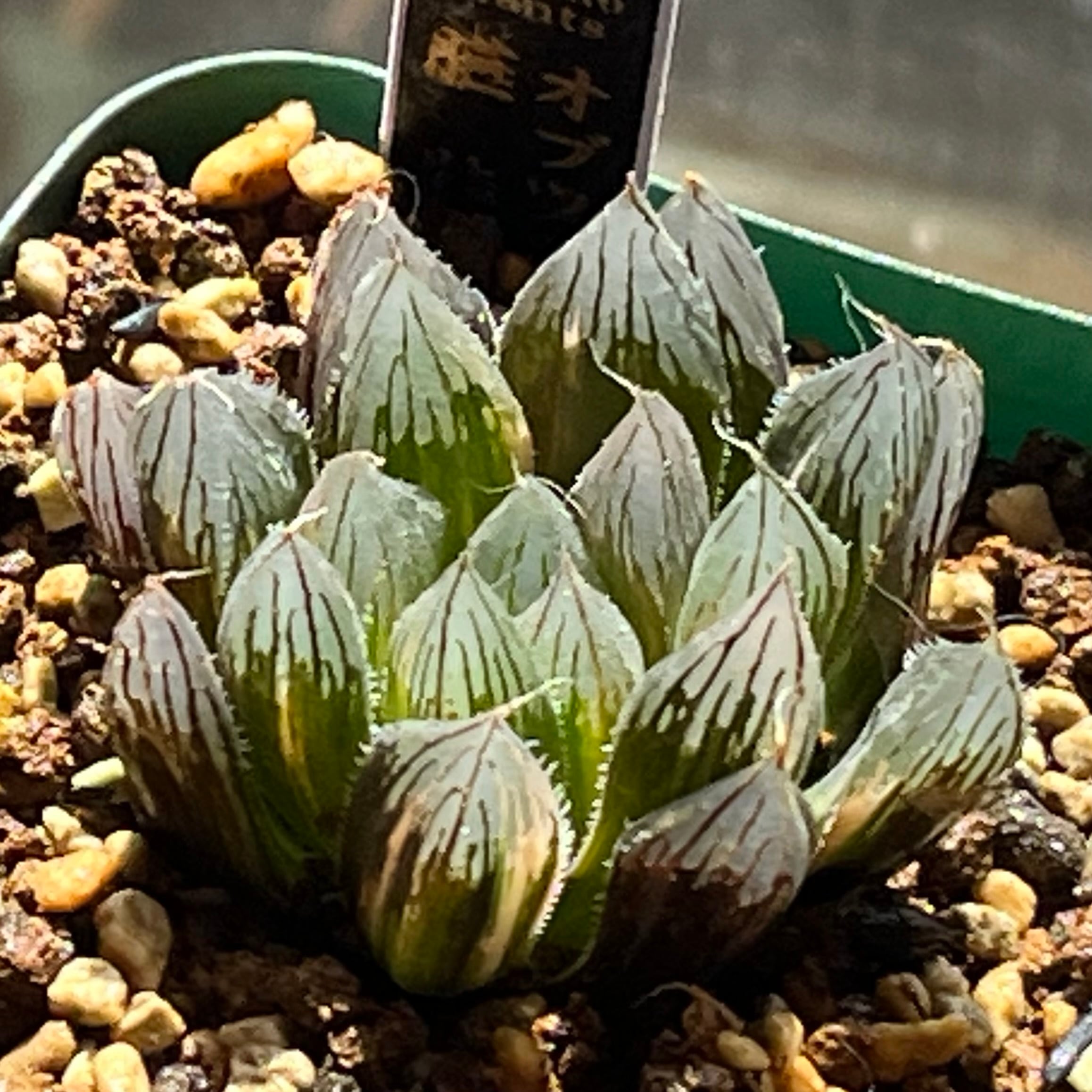 ハオルチア オブツーサ錦 赤太陽 | mocono_plants