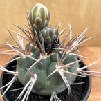 Gymnocalycium mazanense【ギムノカリキウム・守金魔天竜】