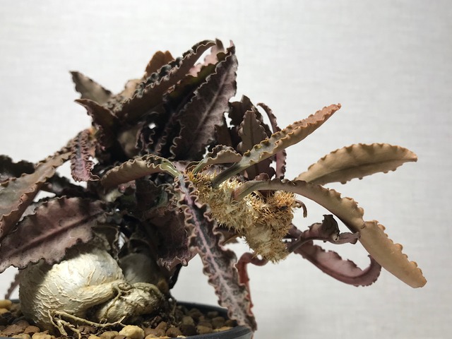 ユーフォルビア フランコイシー