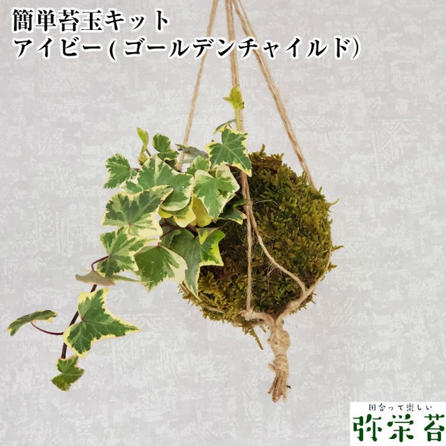 アイビー苔玉キット(ゴールデンチャイルド)