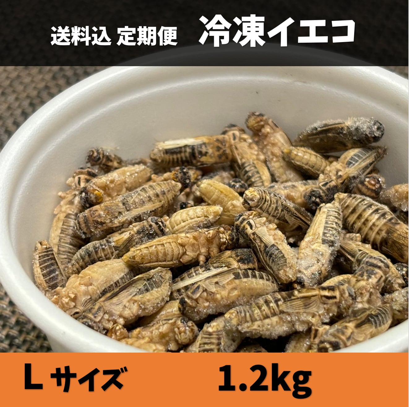 冷凍イエコML約3000匹1kg冷凍コオロギ 【公式通販】