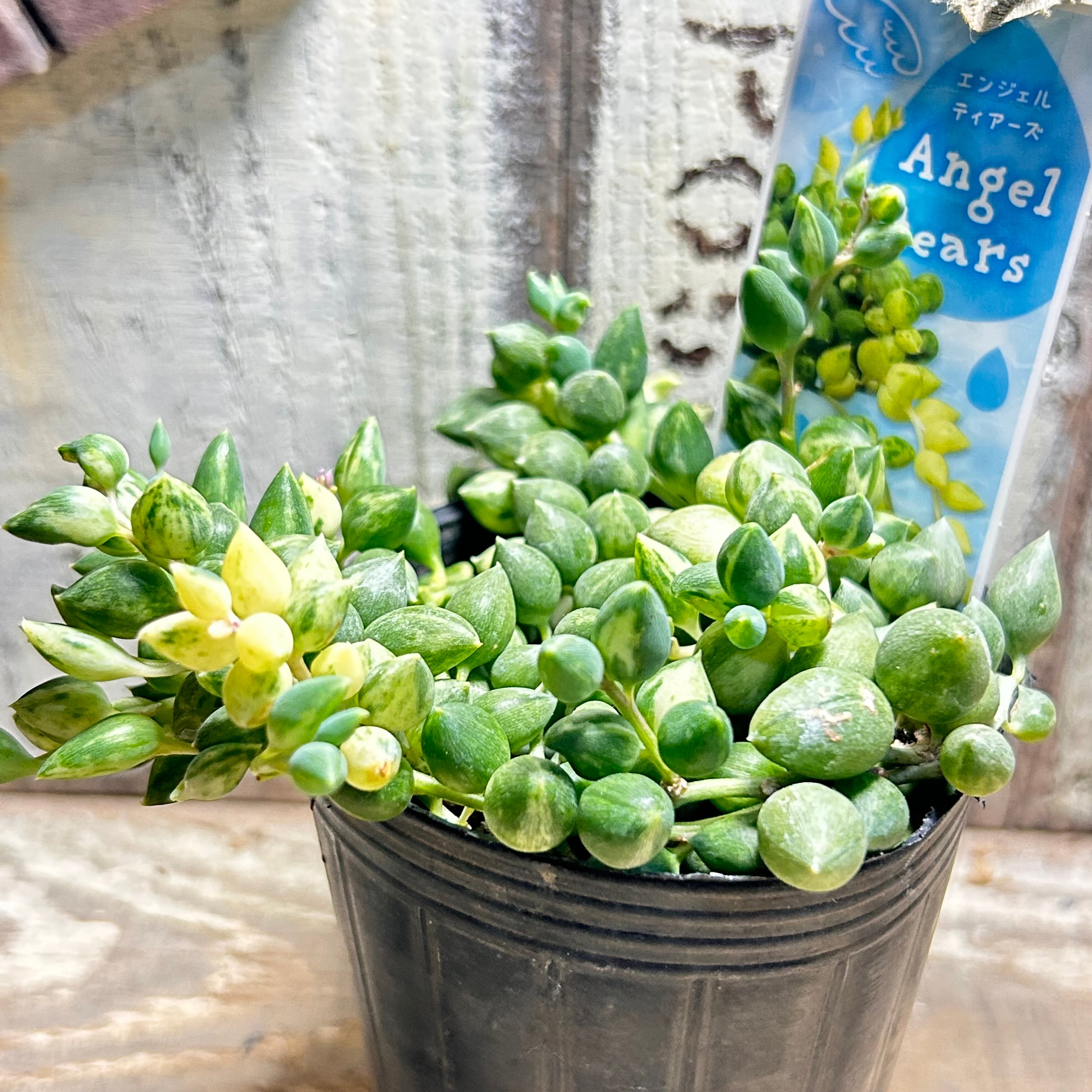 エンジェルティアーズ | RuPo 多肉植物専門店
