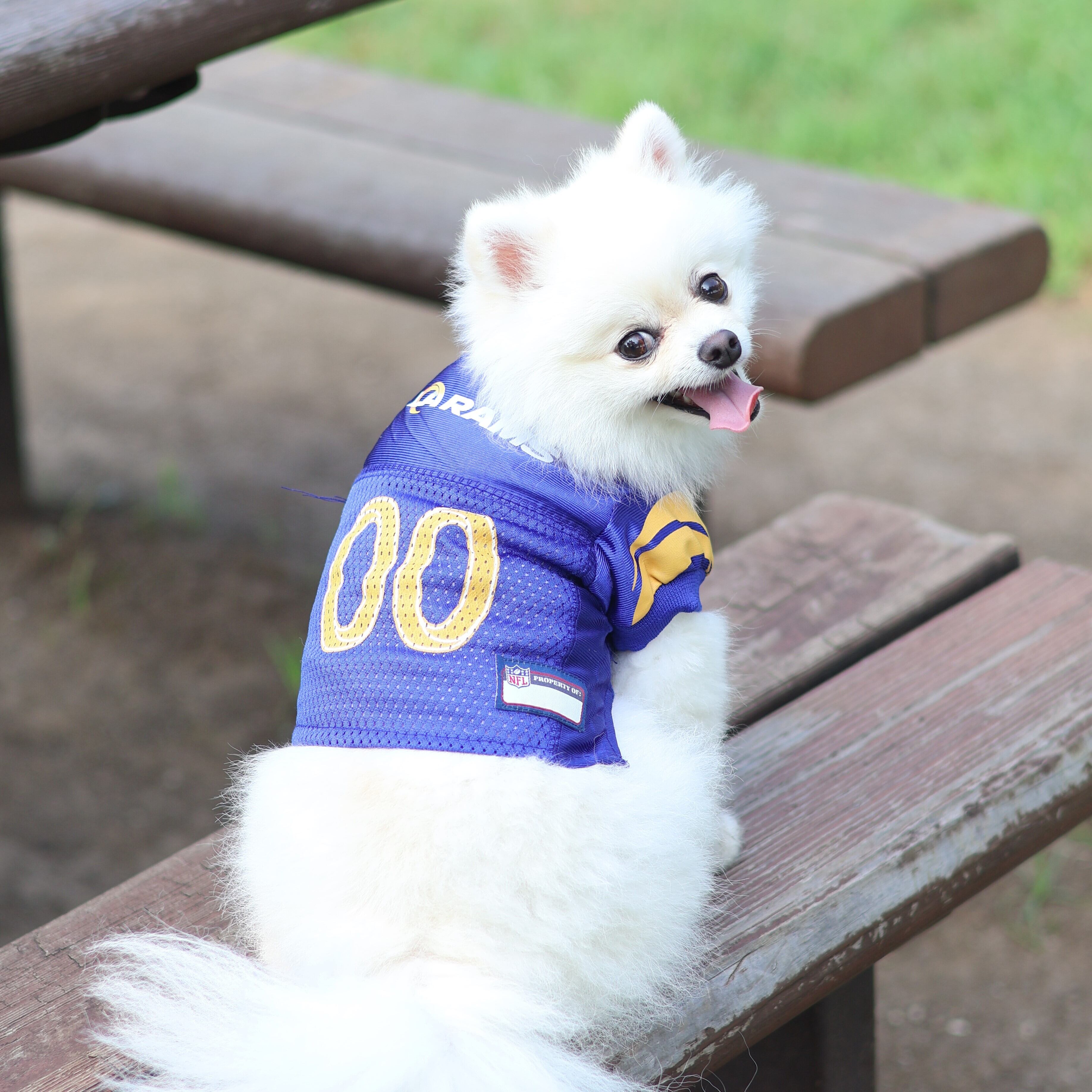 NFL Dog Wear | HundspaSS