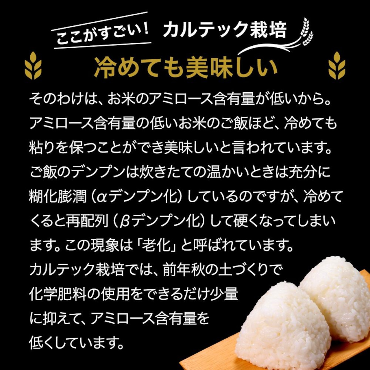 ※業販価格※丹波産コシヒカリ 25kg 令和7年産 京都のおいしいお米コンテスト受賞米「西村ファームの京ほたる米」
