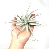 チランジア　アルビダ【212】