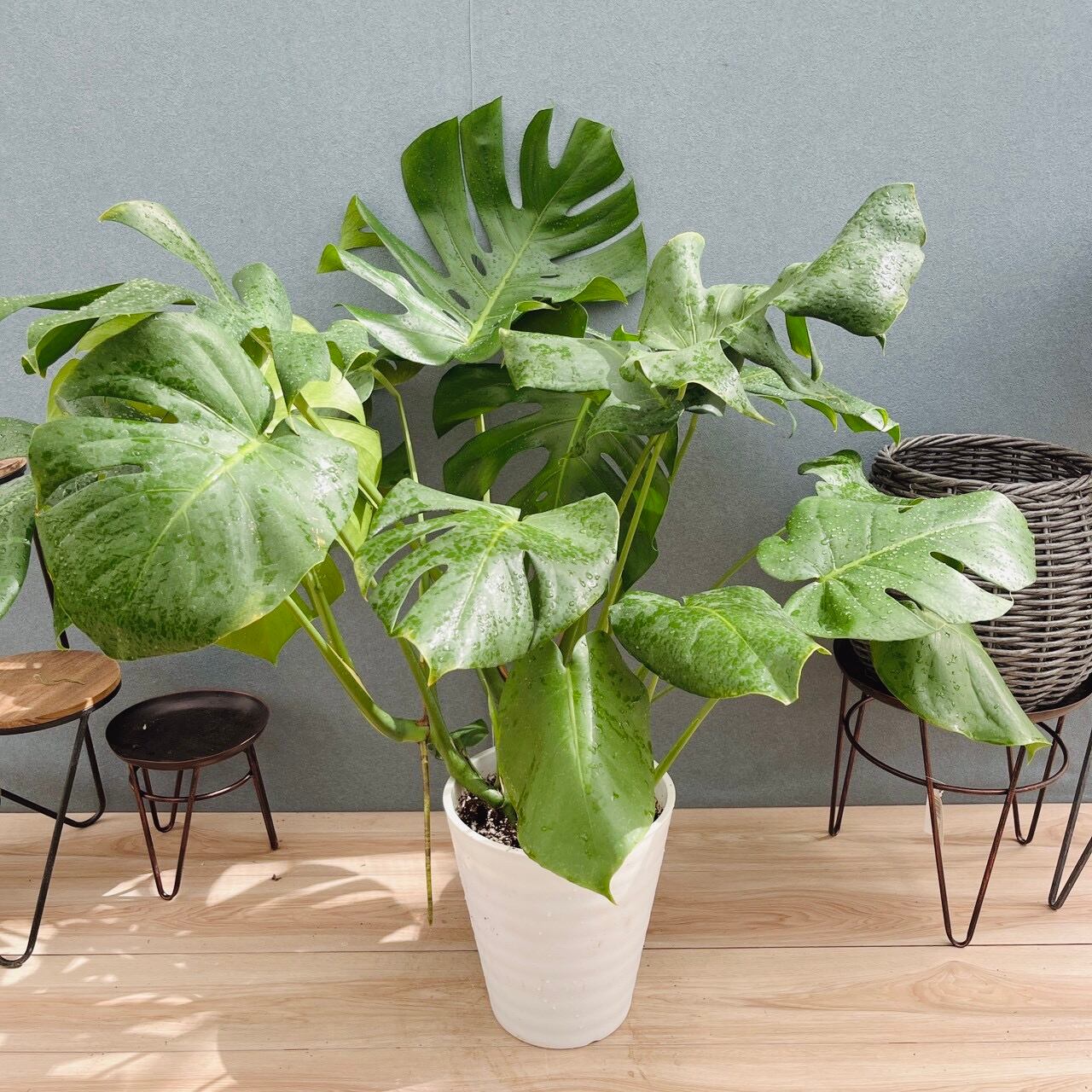 えったん＊８寸＊フィカス　アフリカンプリンス＊観葉植物希少 現品］【希少】4番 フィカス アフリカンプリンス 8号 観葉植物 室内