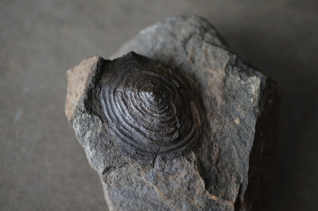 群馬県産ゾウクラゲ化石 Brunonia annulata 1952