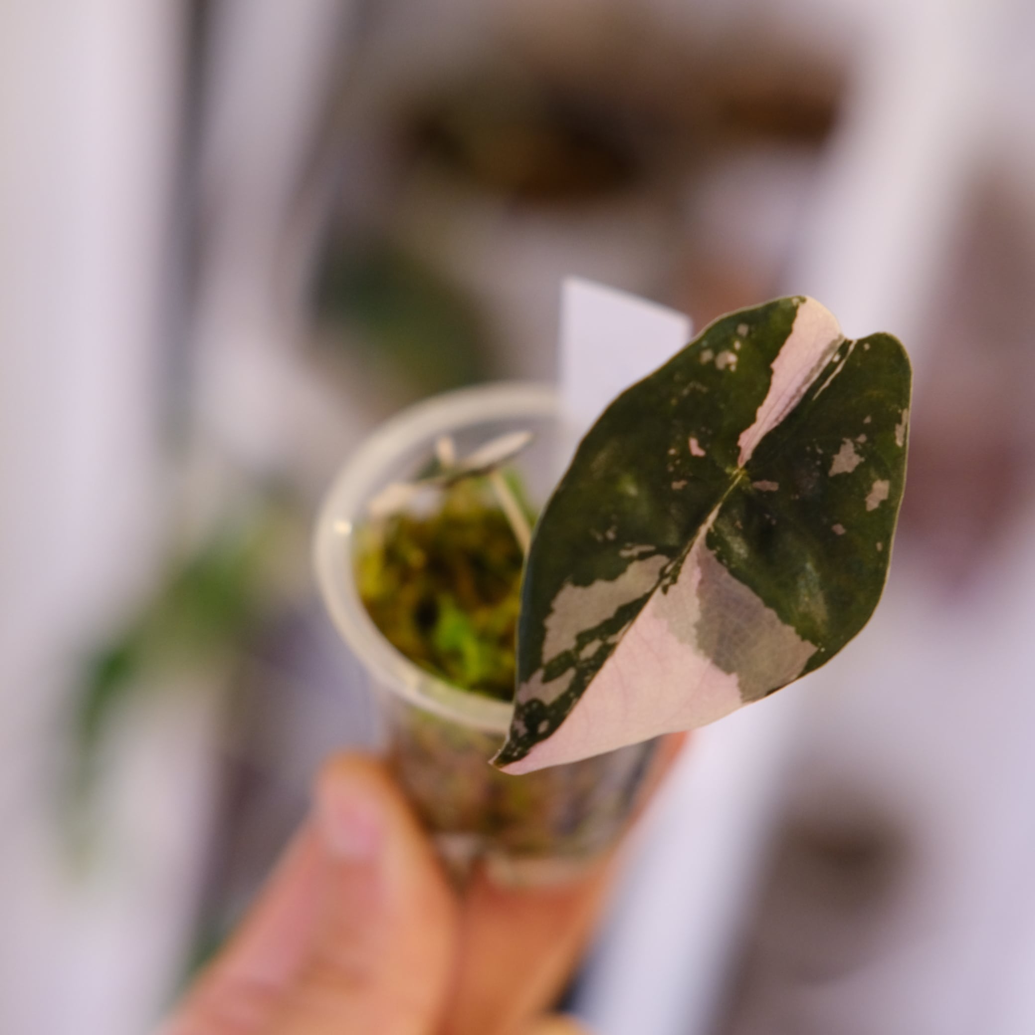 Alocasia chantrieri pink│アロカシア シャントリエリ② Alocasia chantrieri pink│アロカシア シャントリエリ ピンク⑨│観葉