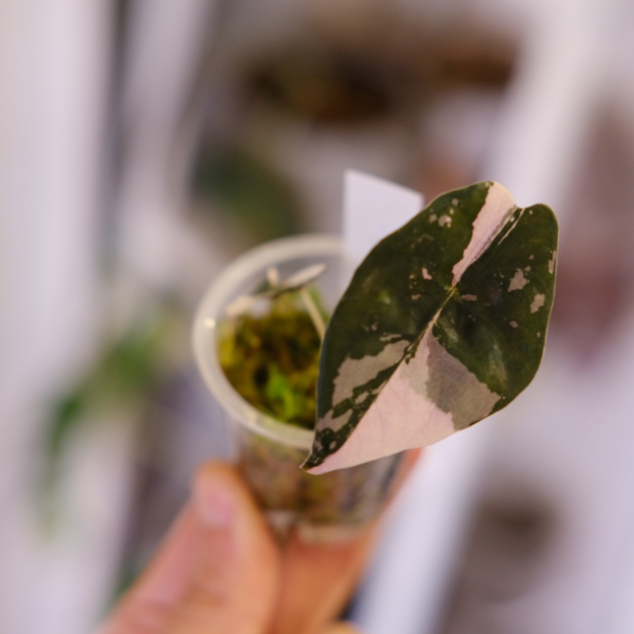Alocasia chantrieri pink│アロカシア シャントリエリ ピンク⑨│観葉植物