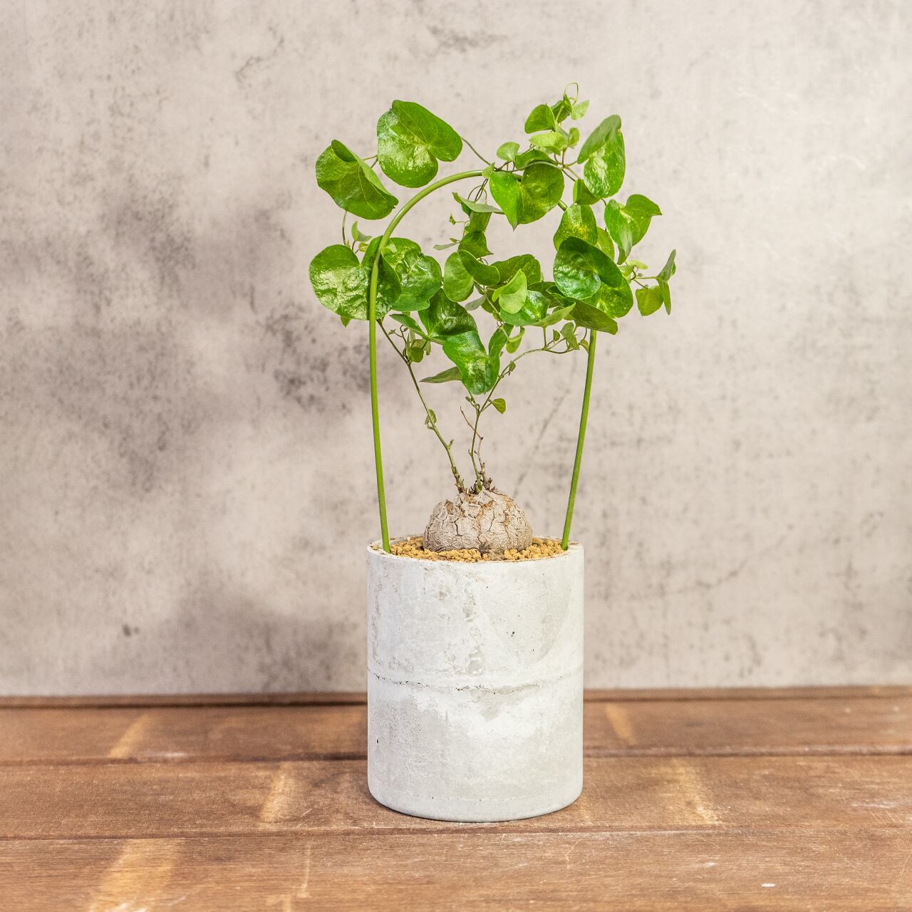 アフリカ亀甲竜｜成長とともに亀甲模様が浮き出る人気コーデックス／可愛い小さめ塊根【手作りモルタル鉢】