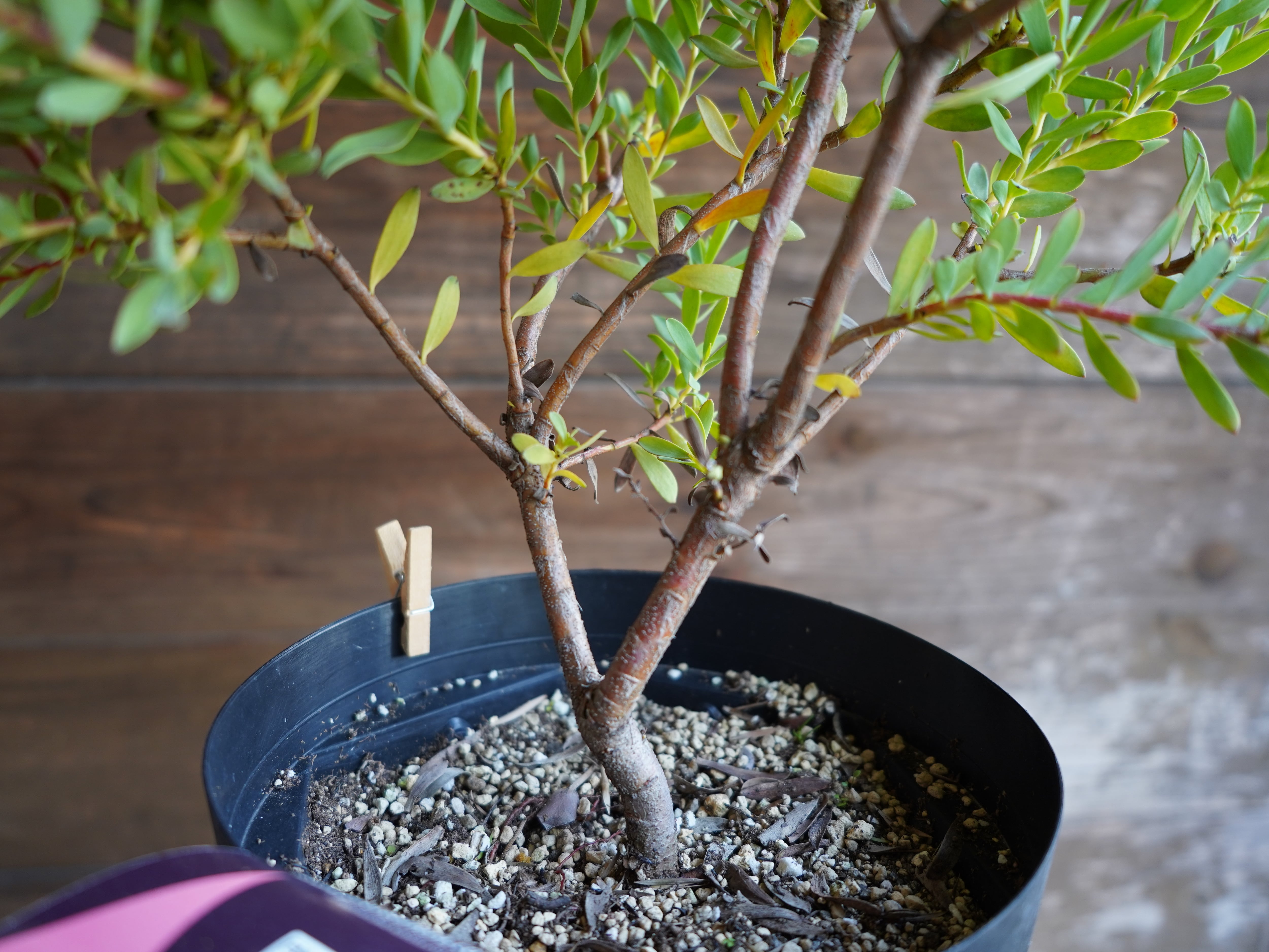 【現物】リューカデンドロン ”Baby Bouquet” 6号